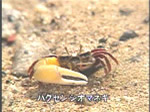 ϸưʪ