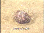 ¾ʪ