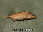ƤοĤǴưʪ