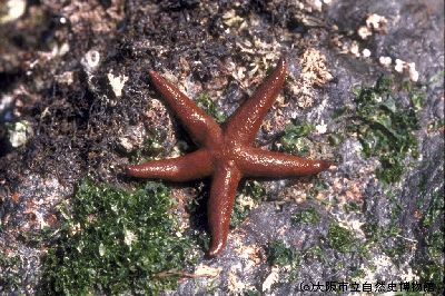 538 ヒメチシオヒトデ : ランゲルハンス島の海