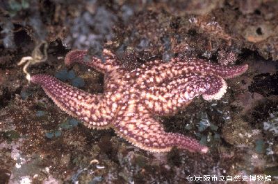 図鑑データベース[*]