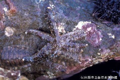 図鑑データベース[*]