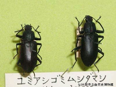 図鑑データベース[*]