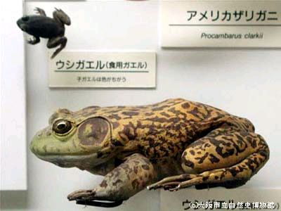 ウシガエル | デジタル大阪ミュージアムズ