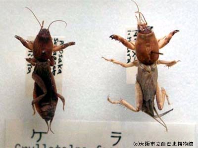 音声データ再生画面[*]