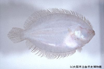 タマガンゾウビラメ | デジタル大阪ミュージアムズ
